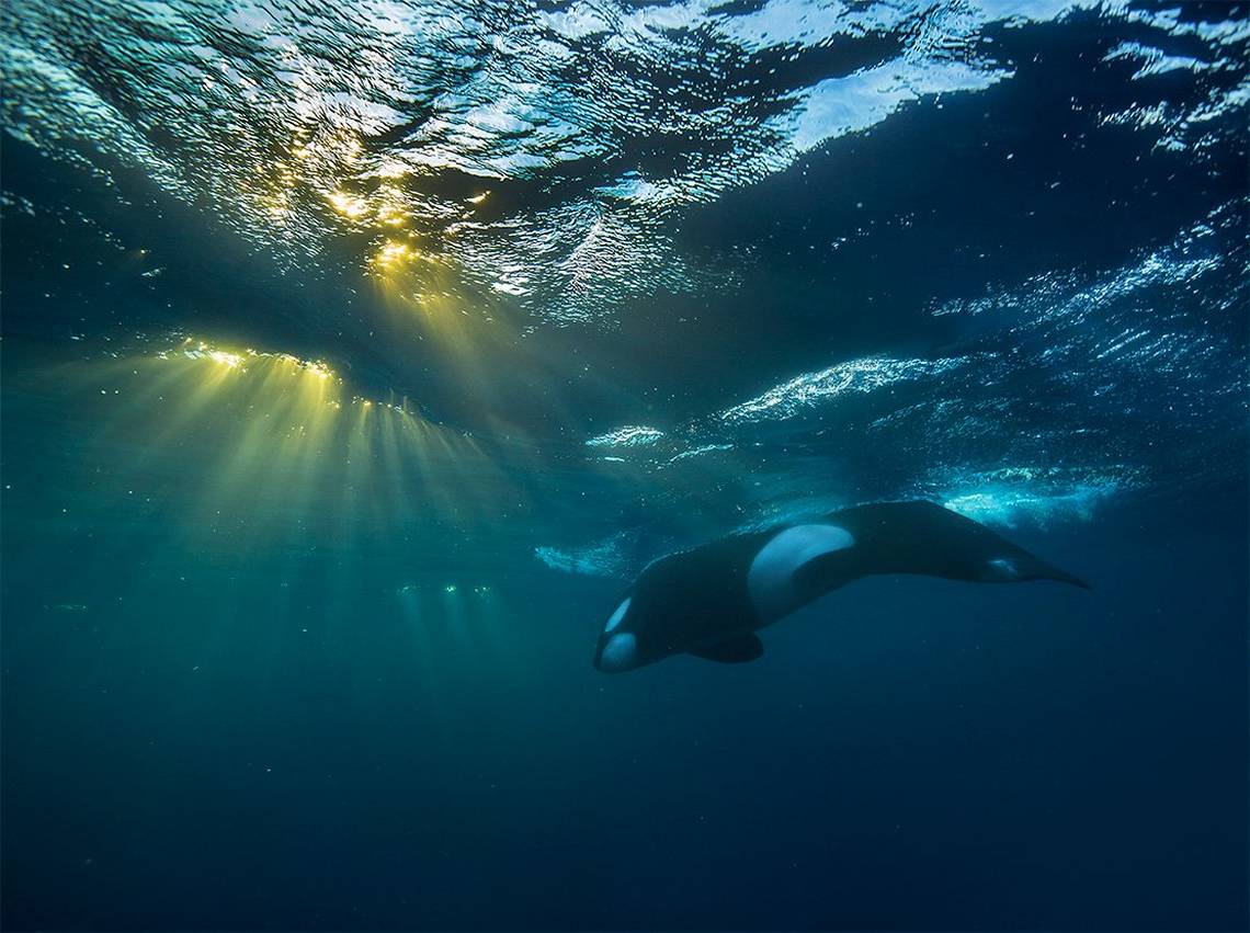 An underwater shot shows low sun bursting through the top of the waves while a killer whale surfaces for breath.