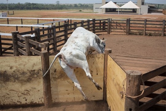 A cow captured in mid-leap jumping over a stockyard fence, its front legs already over the fence.