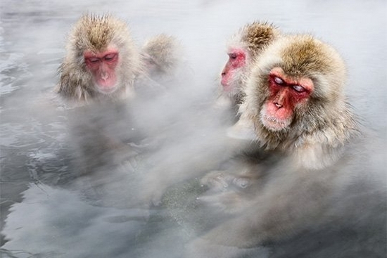 Four Japanese snow monkeys bathe in a steaming hot spring, their eyes closed and body language relaxed, like people in a hot tub.