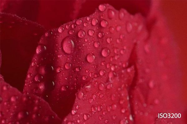 A close-up of a petal on the red rose, with droplets of water.