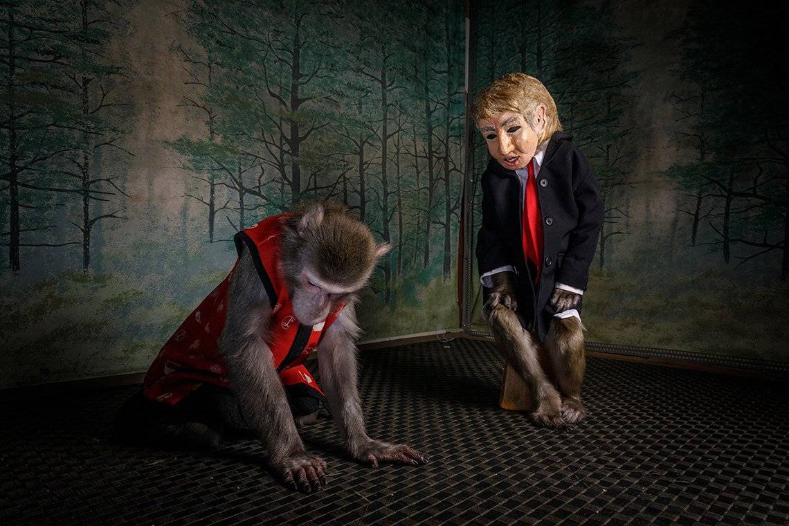 Two Japanese macaques, or snow monkeys, perform on stage. One wears a Donald Trump mask and the other wears a waistcoat.
