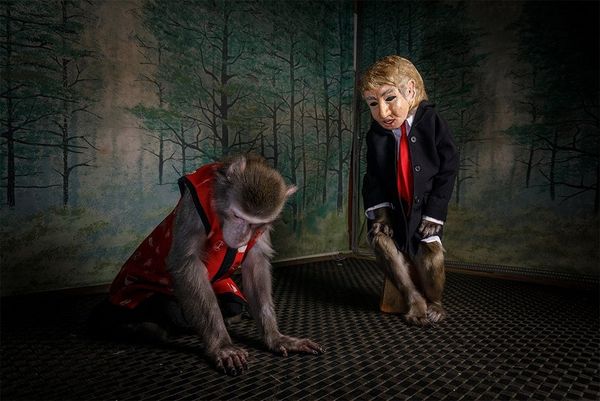 A Japanese macaque tamed and trained for the entertainment industry wears a Donald Trump mask.