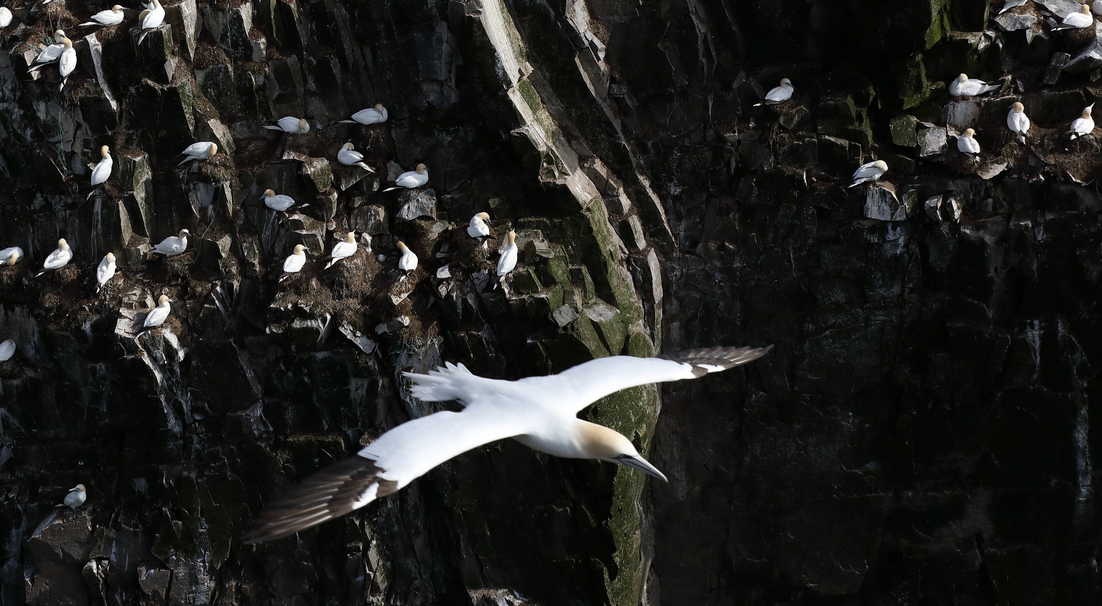 Seagull flying edge of cliff close up shot