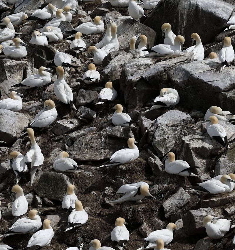 Seagulls sitting on black rock