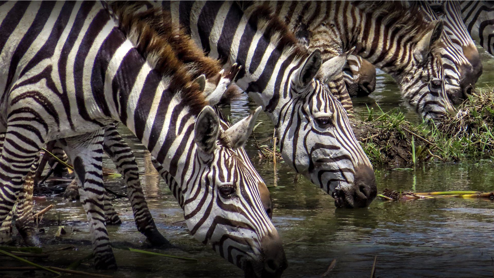 A herd of zebras at a watering hole in Nairobi National Park, Kenya taken by Georgina Goodwin.