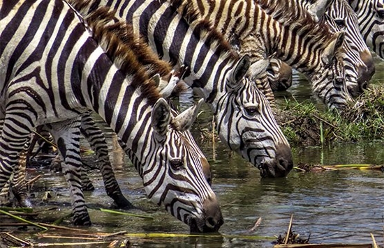 A herd of zebras at a watering hole in Nairobi National Park, Kenya taken by Georgina Goodwin.