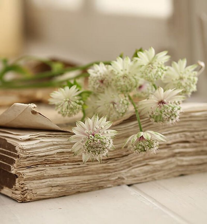 Canon mirrorless cameras