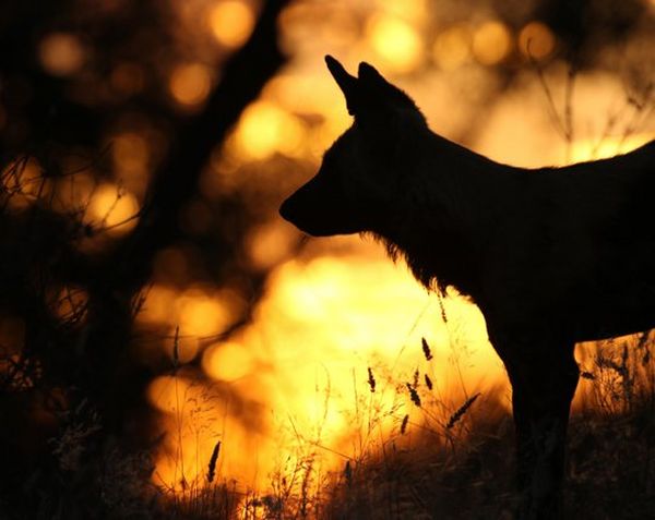 The photo has a silhouette of a dog as light shines through gaps in the trees.