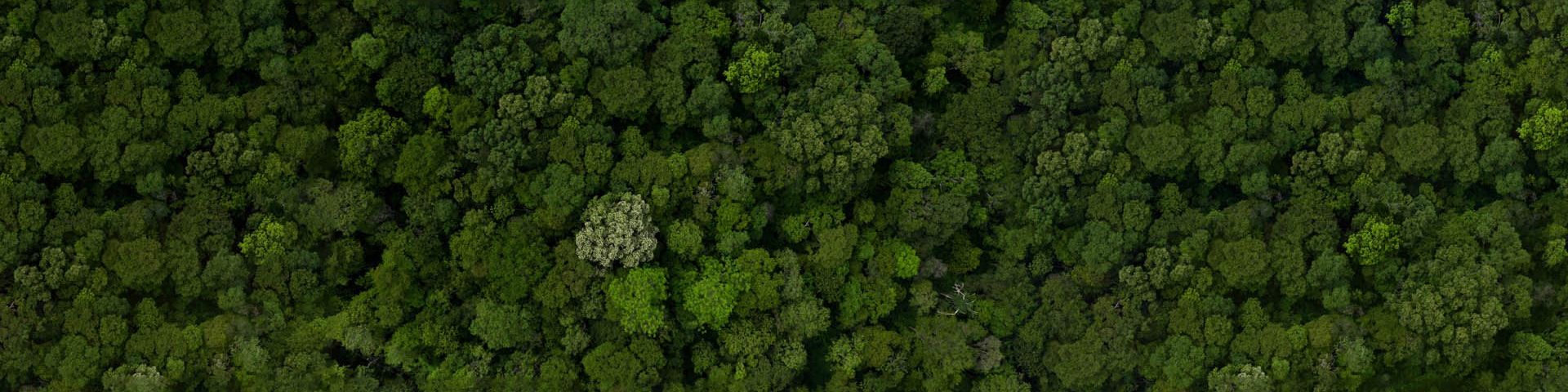 An arial view of a densely wooded forest.
