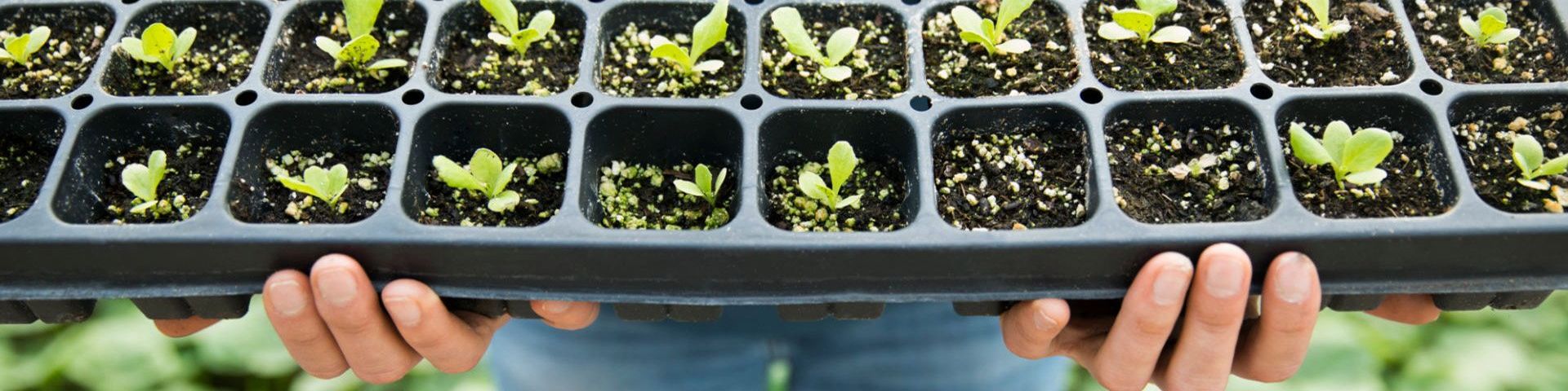 A pair of hands holds a black tray of green seedlings.