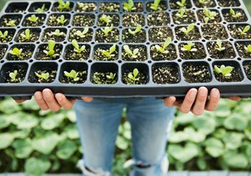 A pair of hands holds a black tray of green seedlings. Beneath the tray are the blue jeaned legs of the person holding the tray against a backdrop of green leaves. 
