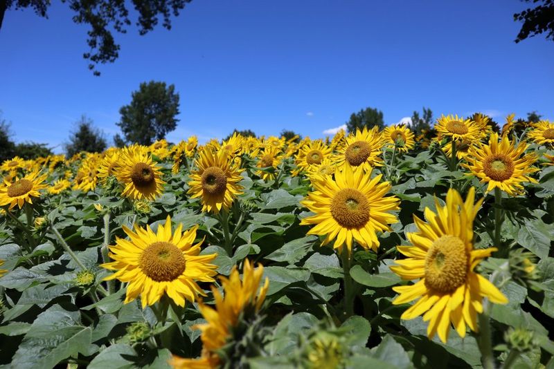 EOS M200 CINC SAMPLE EF-M 15-45MM