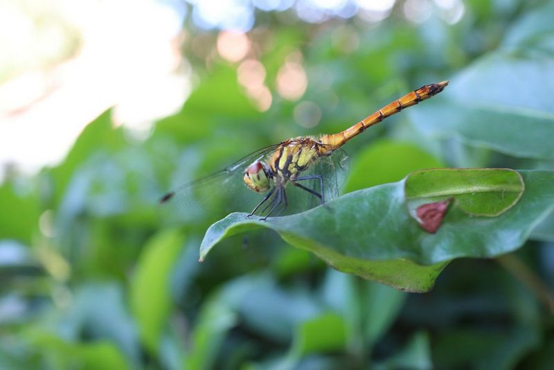 Appareil photo Canon EOS M200 Canon Luxembourg