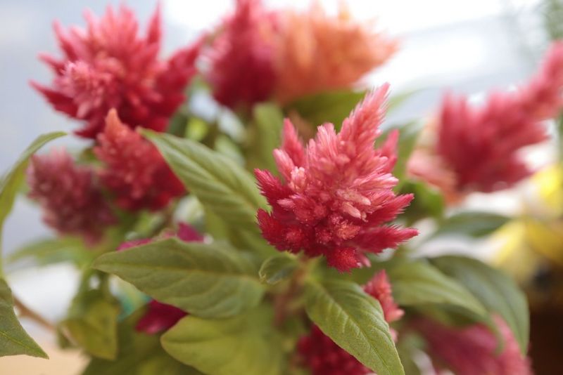 EOS M200 CINC SAMPLE EF-M 28MM