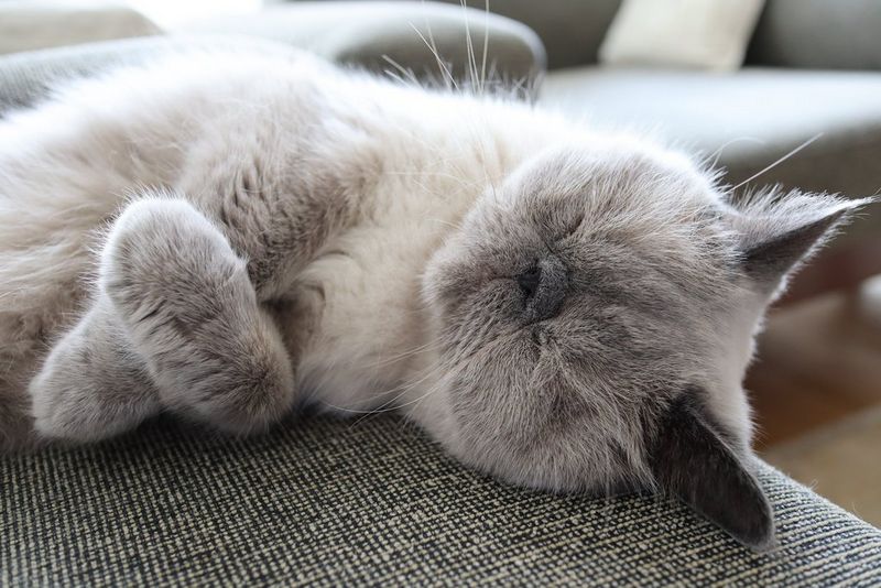 EOS M200 CINC SAMPLE SILENT