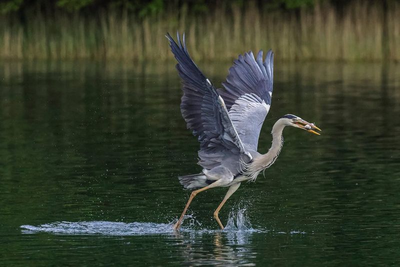 Canon EOS R5 spiegelloses Kameragehäuse Beispiel 3