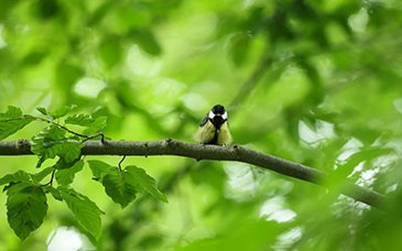 Día Mundial de las Aves Migratorias, Canon busca concienciar sobre la importancia de proteger la biodiversidad a través de la iniciativa ‘Bird Branch Project’