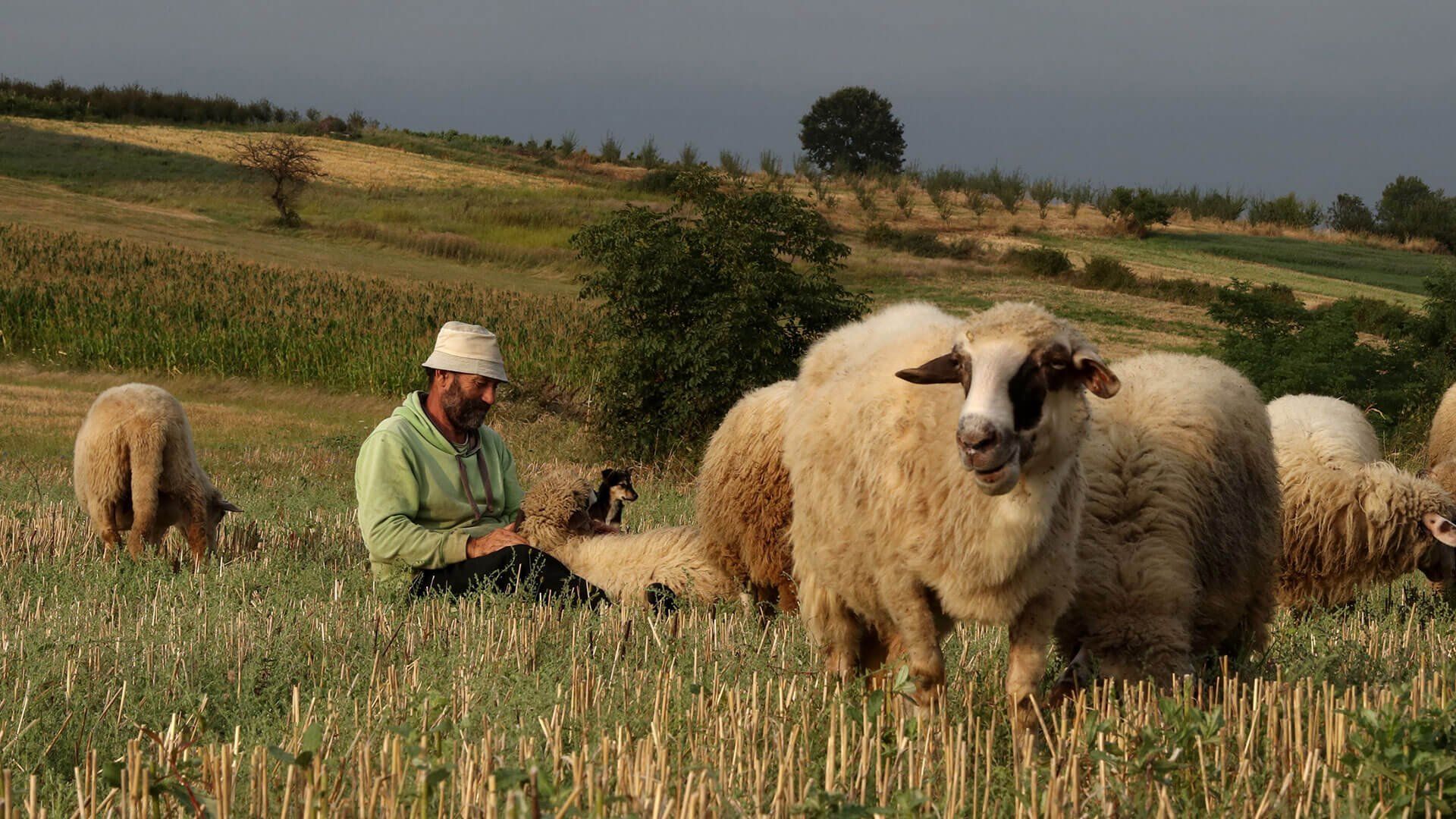 Пасу овечек. Чабан пастух Кавказ. Пастух Дагестан. Дагестанский Чабан пасет овец. Пастух пасет Баранов овец.