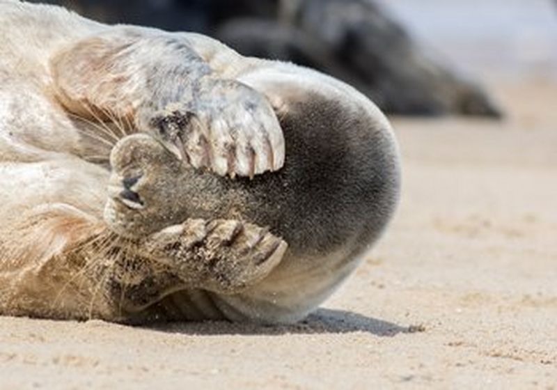 A seal, lying on its side, covers its eyes with its paws.