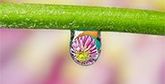 A water droplet on a flower stem, reflecting a flower head.