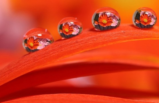 A close-up photograph of five droplets of water on the surface of an autumnal leaf. 