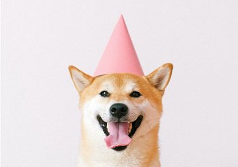 A Shiba Inu with its tongue out, wearing a pink party hat