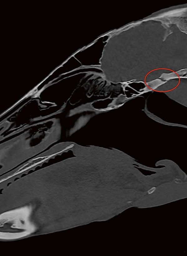 A greyscale CT scan of a horse’s cervical spine.