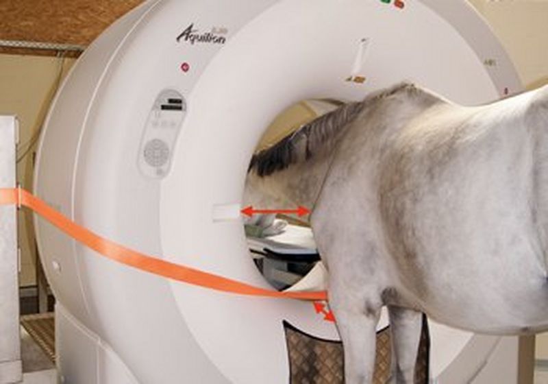A white horse stands with its head inside a white, doughnut-shaped CT scanner.