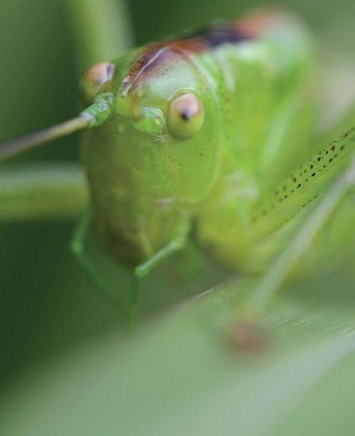 Green Insect Photography