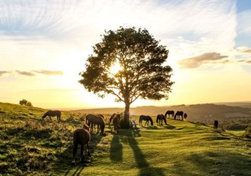 A tree, surrounded by horses in a deserted landscape, against a bright sunset.