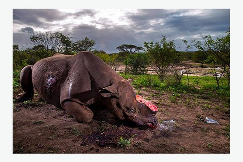 Nature, first prize stories - Brent Stirton