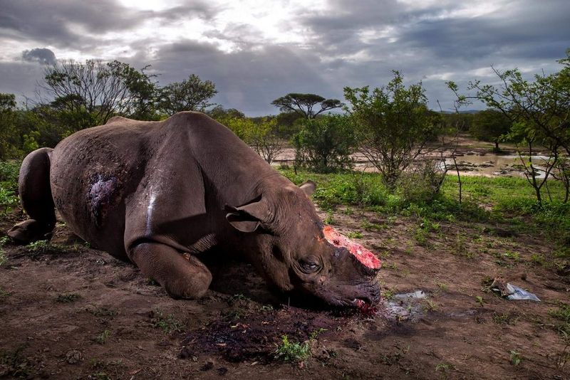 A black rhino bull is seen dead, poached for its horns less than eight hours earlier at Hluhluwe Umfolozi Game Reserve, South Africa.