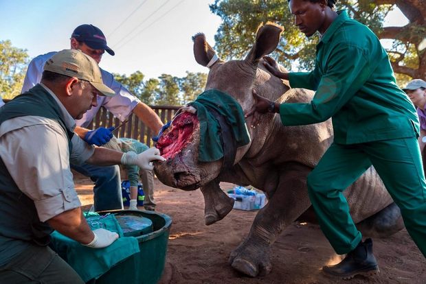 A groundbreaking procedure using human abdominal surgery technology is utilized to close a gaping hole created by horn poachers who removed most of the face of a rhino called Hope.