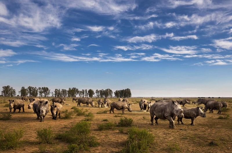 A group of rhino at a supplementary feeding site at the ranch of the world’s largest rhino breeder.