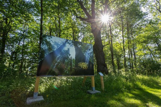 Wildlife photos by Christine Sonvilla and Marc Graf on display in an outdoor exhibition in a forest.