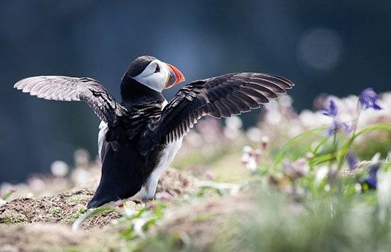 Puffin stretching wings