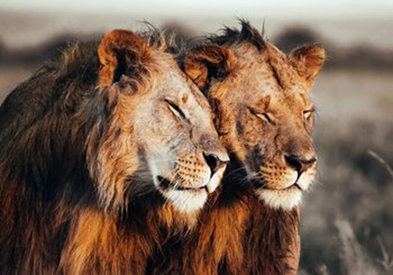 Two lions, their bodies out of shot, side by side. One nestles its head against the other. Both animals have their eyes closed.
