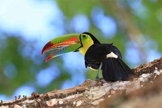 A brightly coloured toucan perched on a branch. Taken by Christian Ziegler.