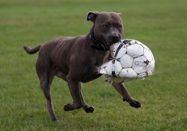A dog carrying a torn football at Wanstead Flats, Epping Forest, London, England. 