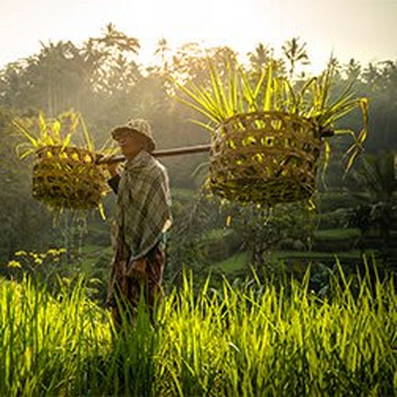 A rice farmer holds a basket across his shoulders in paddy fields in Indonesia. Taken by Joel Santos.
