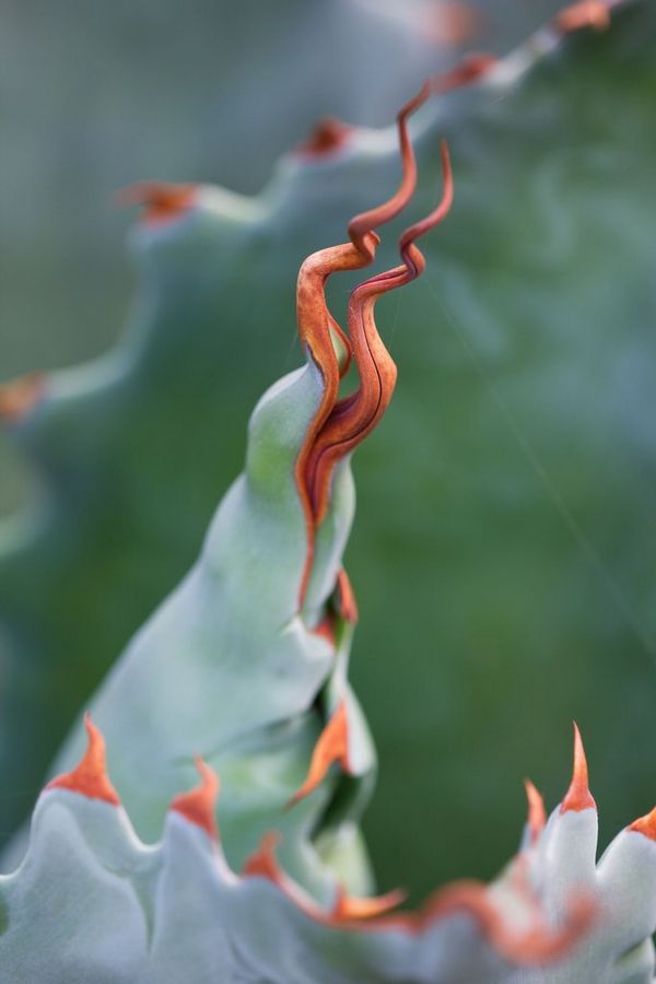 The spiked, pink-tipped leaves of an Agave potatorum taken with a macro lens by garden photographer Clive Nichols. 