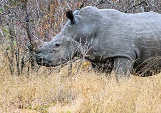 A rhino in the wild at Kruger National Park, South Africa (Copyright: Venessa Mathebula, age 15)