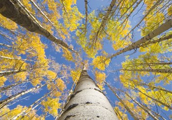 Shot of a forest in Summer from below, with yellow-green leaves and bright blue sky