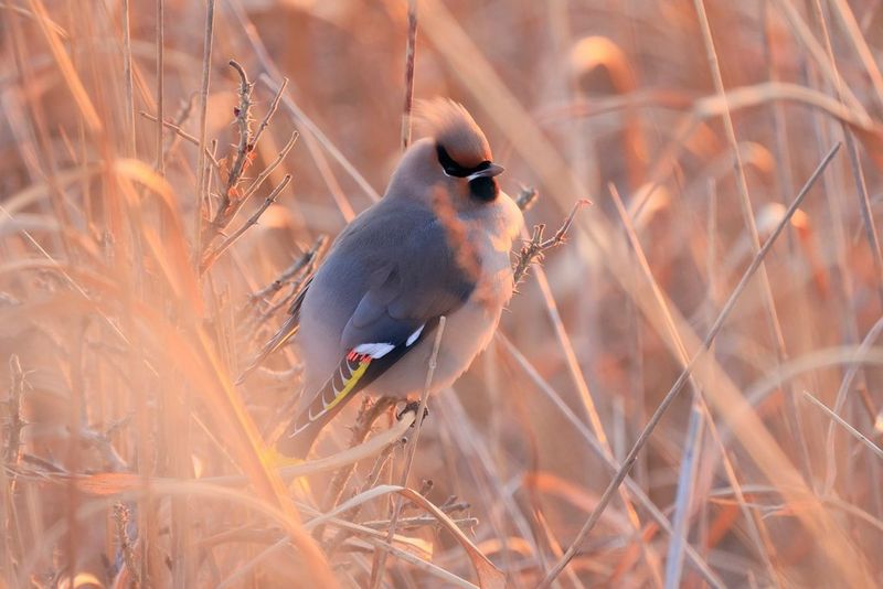 Canon RF 800mm F11 IS STM Lens Sample 2