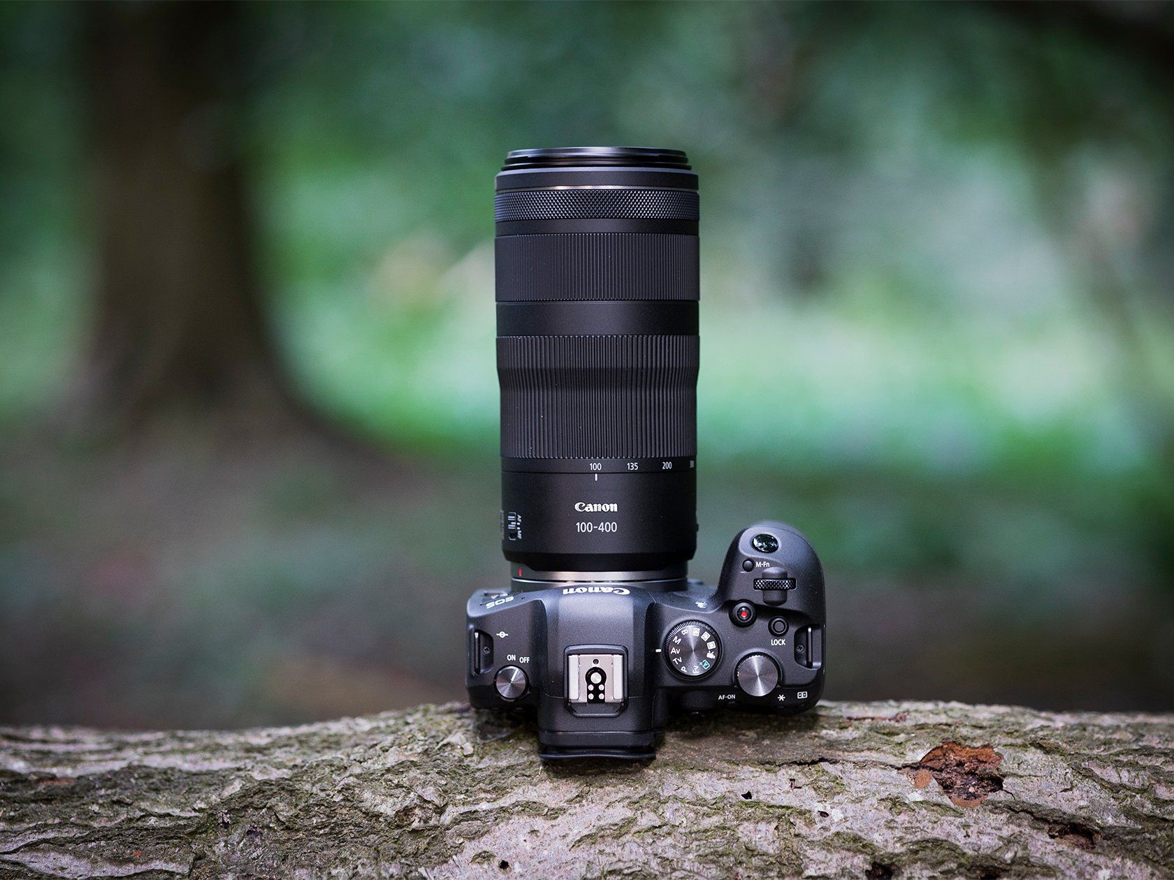 Canon RF 100-400（Canon RF 100-400mm Review for Bird and