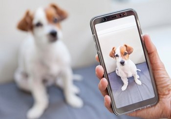 A hand holds a smartphone. On the screen, you can see that it is filming a brown and white puppy, which is blurred in the background.