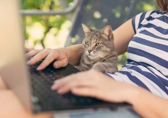 A cat sits on its owner’s lap while she works on a laptop