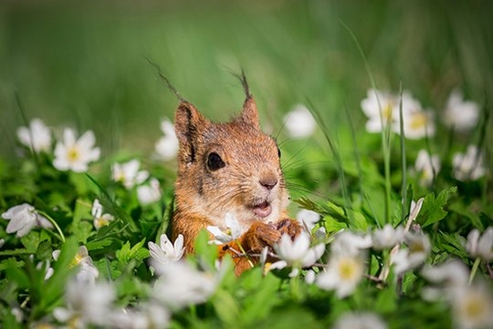 A squirrel looks up, paws in front of its body, surrounded by a field of white daisies and lush green grass up to its shoulders. Photo by Ossi Saarinen.