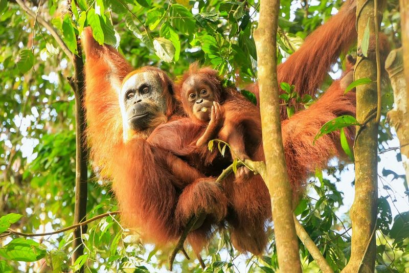 Borneo Orangutans. Could you save more? Improve workplace sustainability with Canon