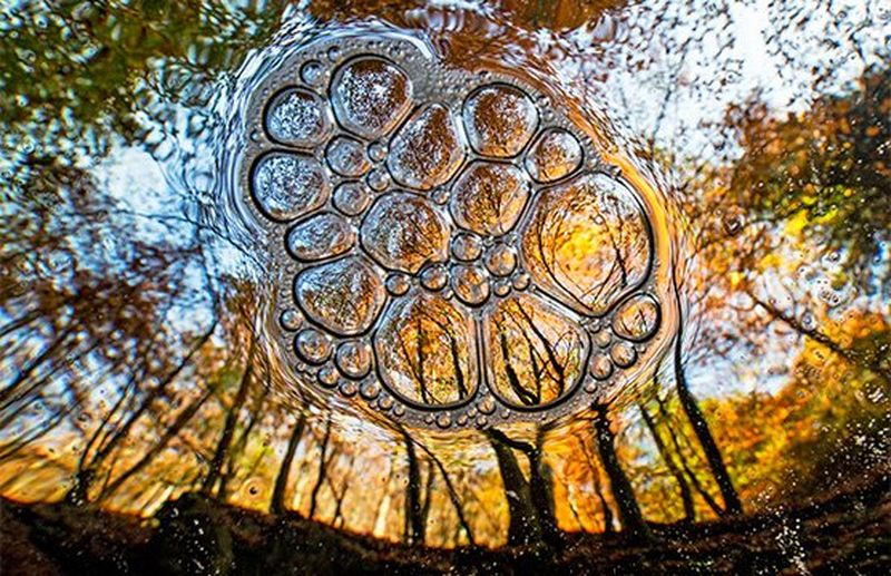 A view from underwater of encircling trees, with the scene reflected in a mass of bubbles.